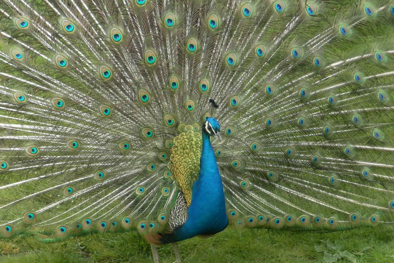 peacock open animal free photo