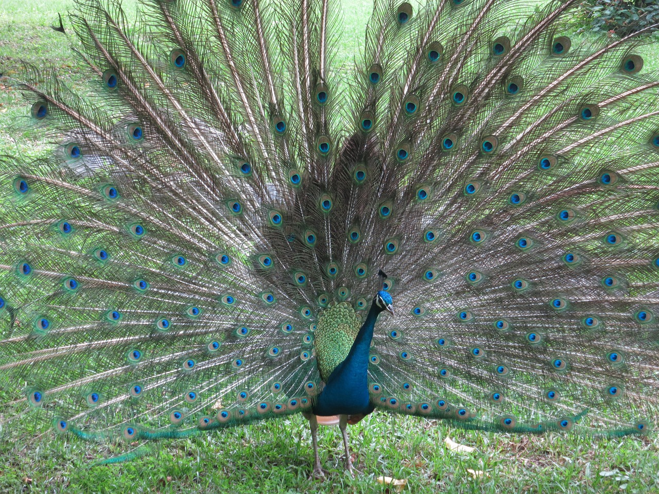 peacock pet taiwan free photo