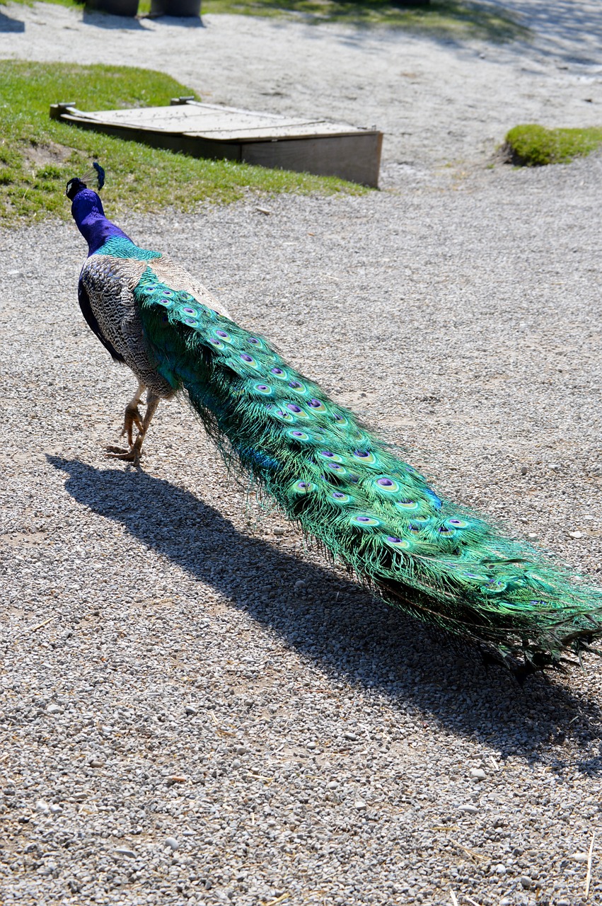 peacock feather bird free photo