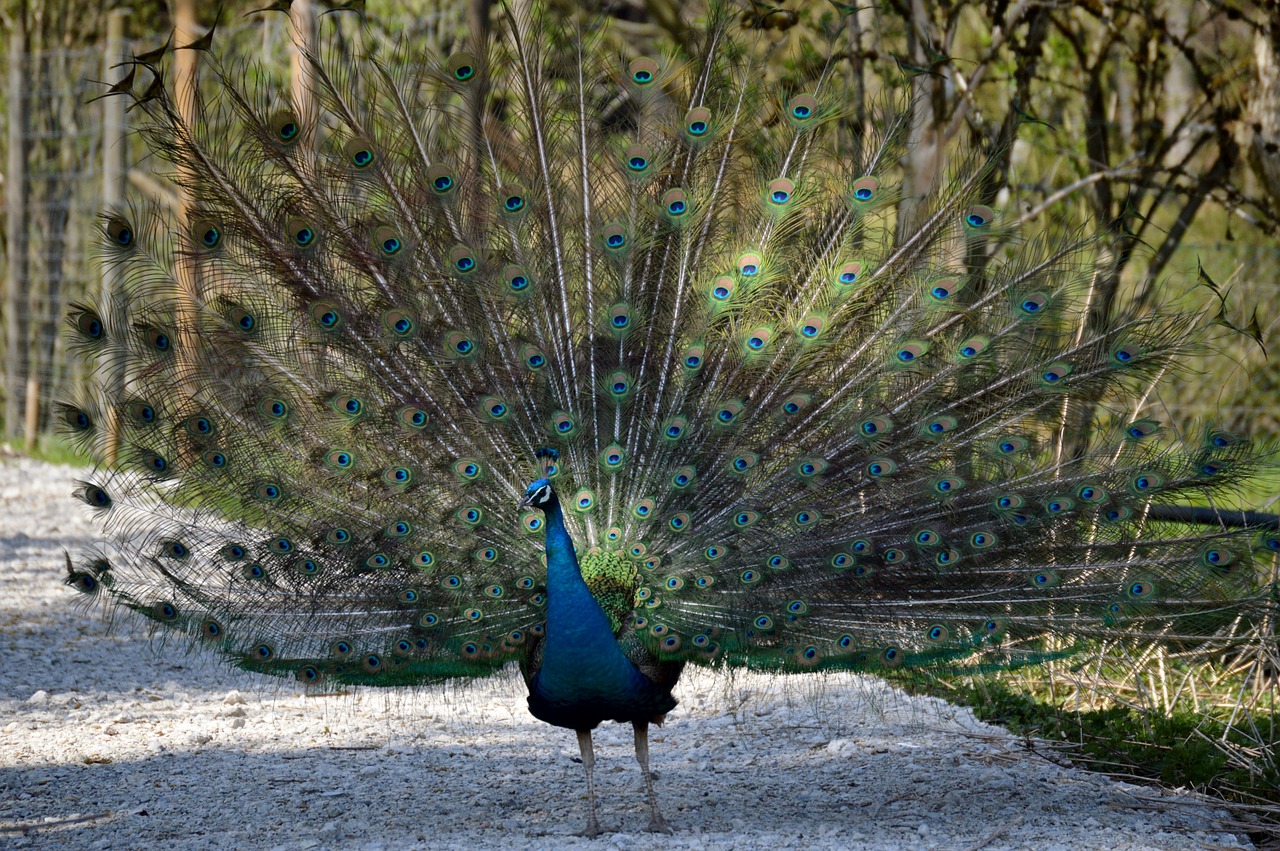 peacock feather bird free photo