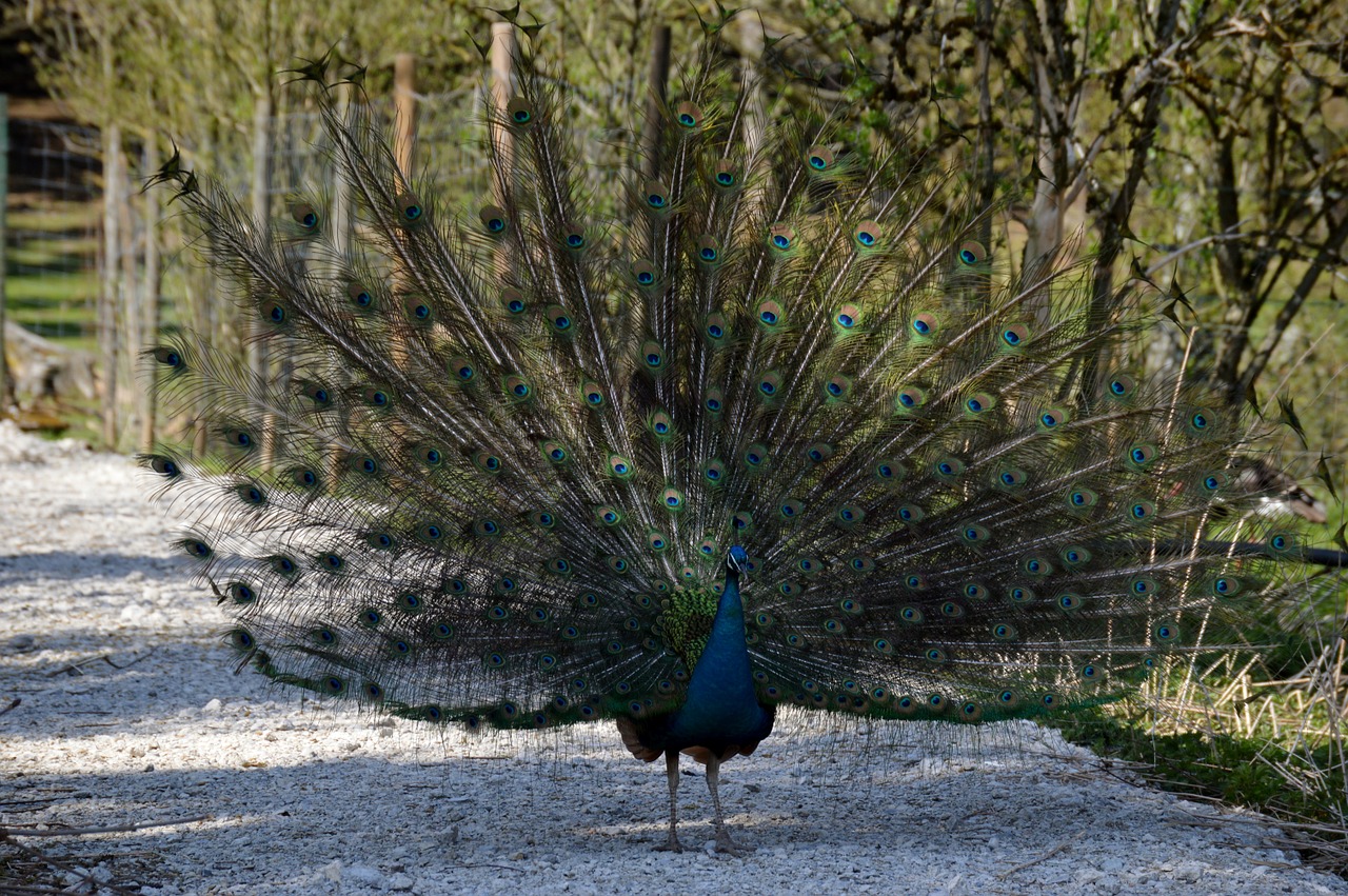 peacock feather bird free photo