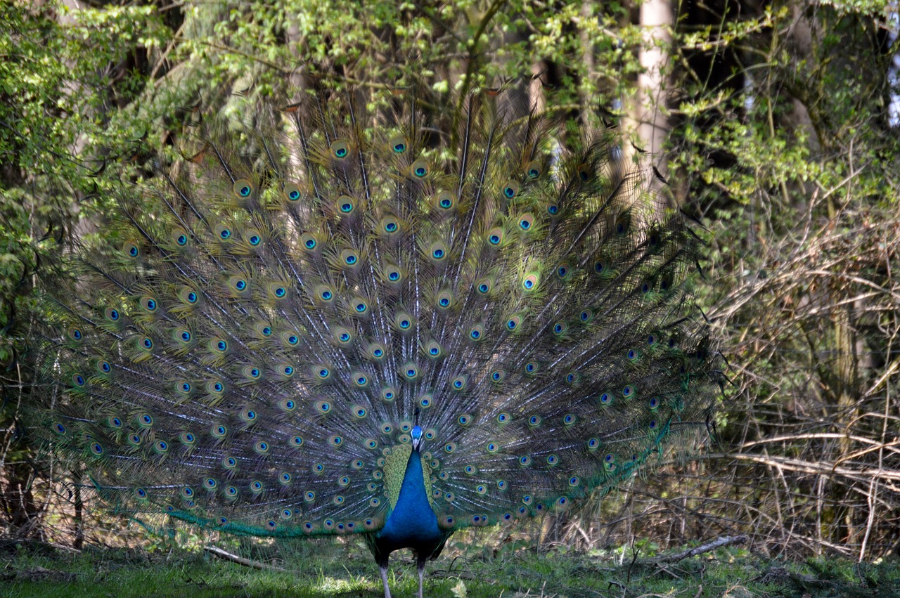 peacock feather bird free photo