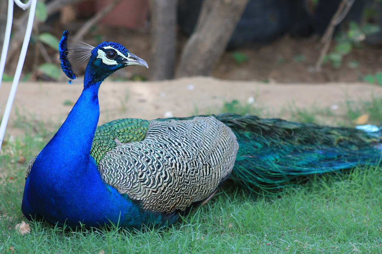 peacock bird animal free photo