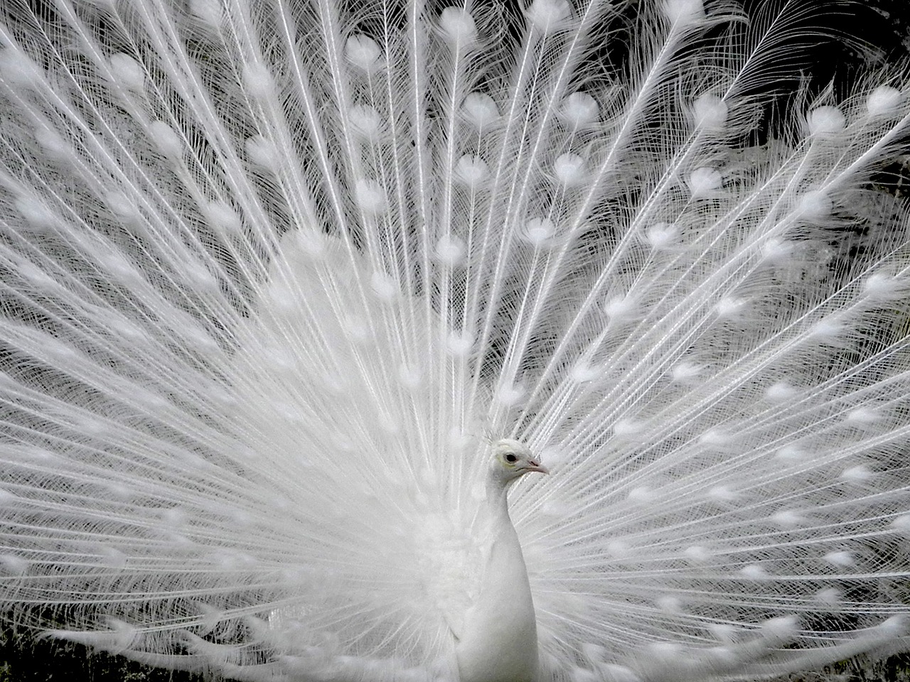 peacock white plumage free photo