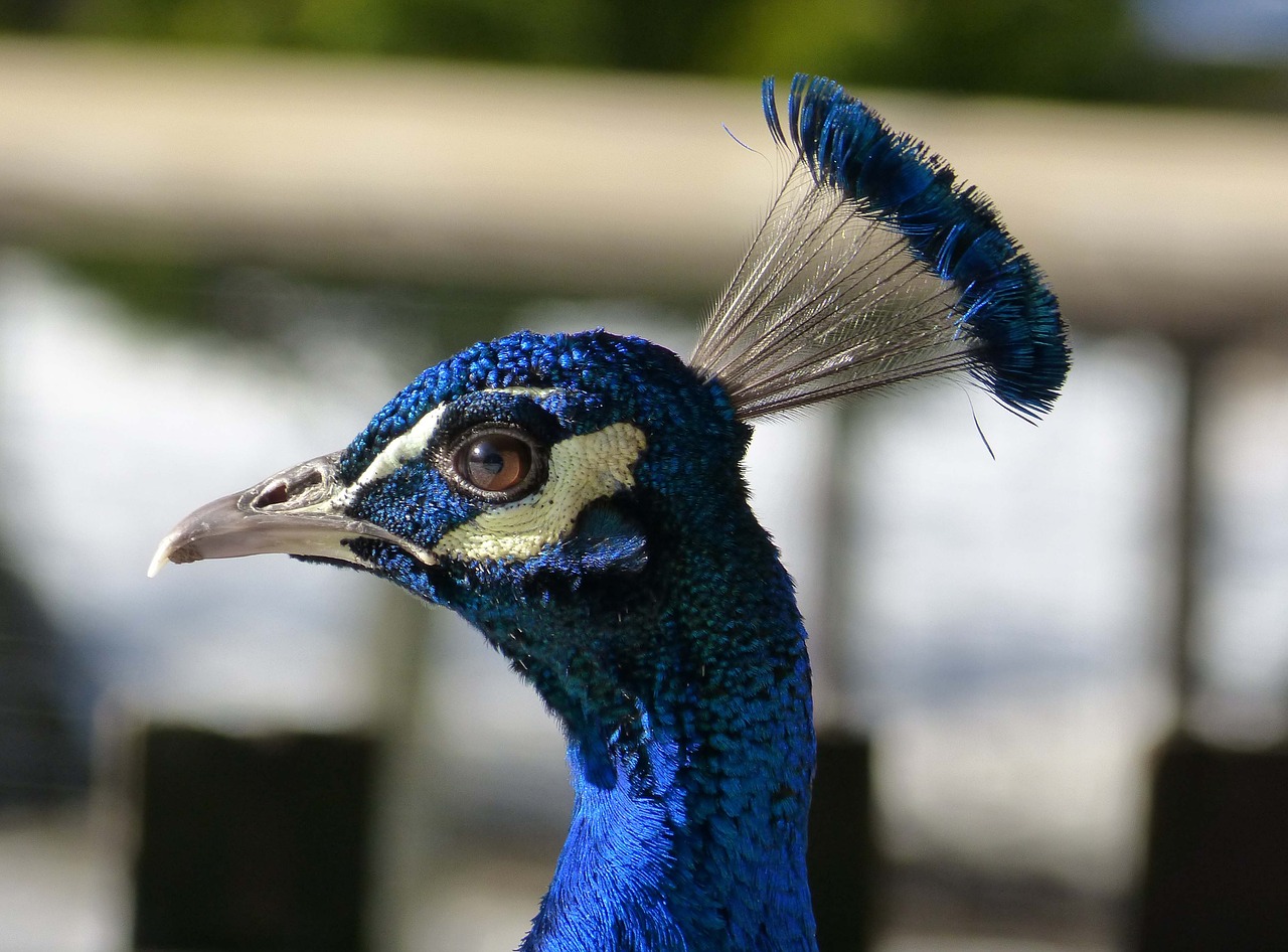 peacock animal head blue free photo