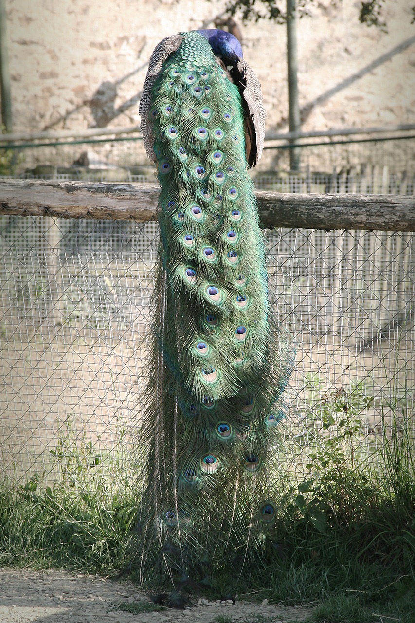 peacock feathers bird free photo
