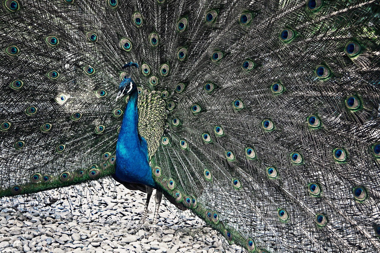 peacock animal nature free photo