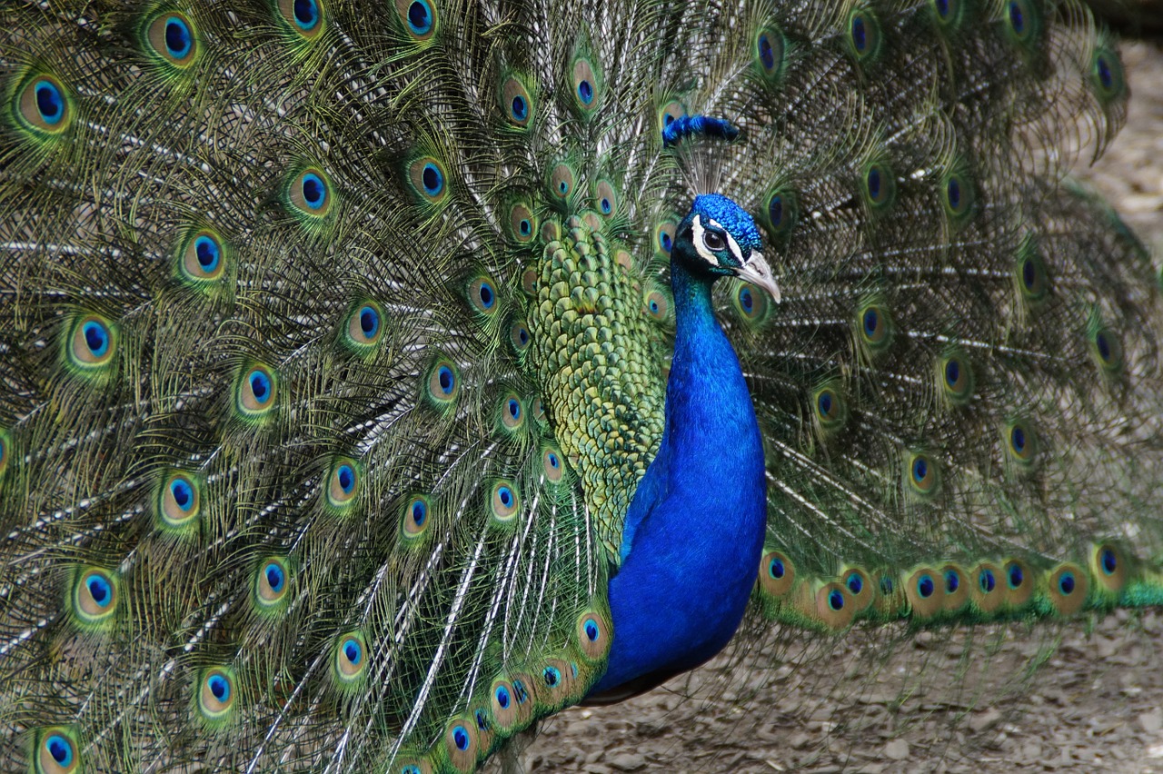 peacock beat rad peacock wheel free photo