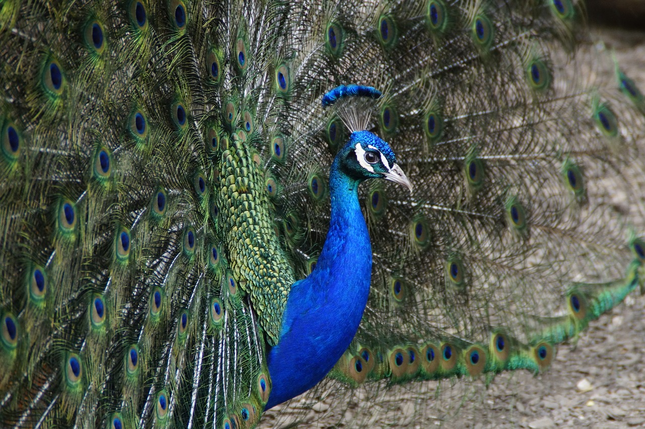 peacock beat rad peacock wheel free photo