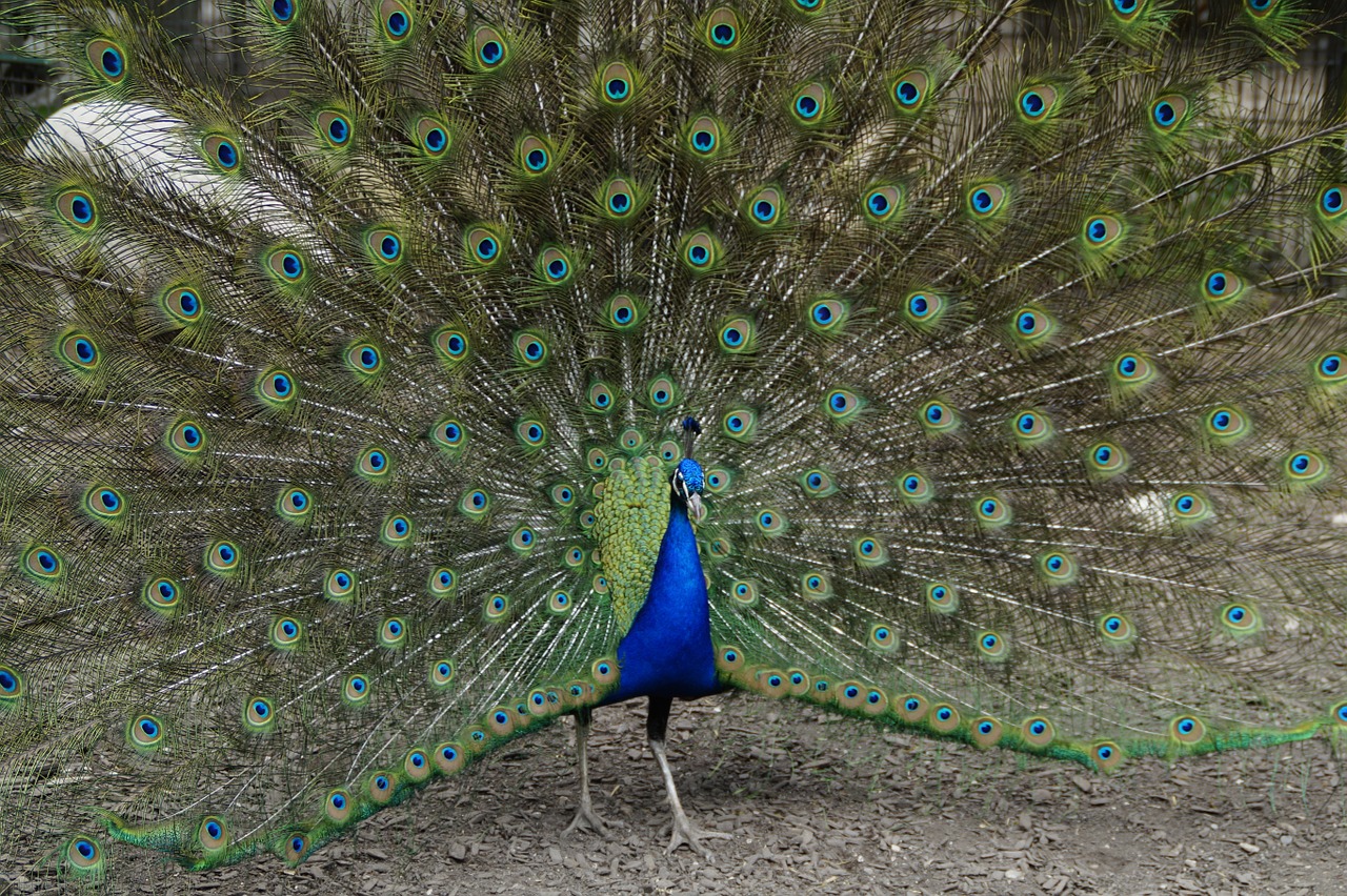peacock beat rad peacock wheel free photo