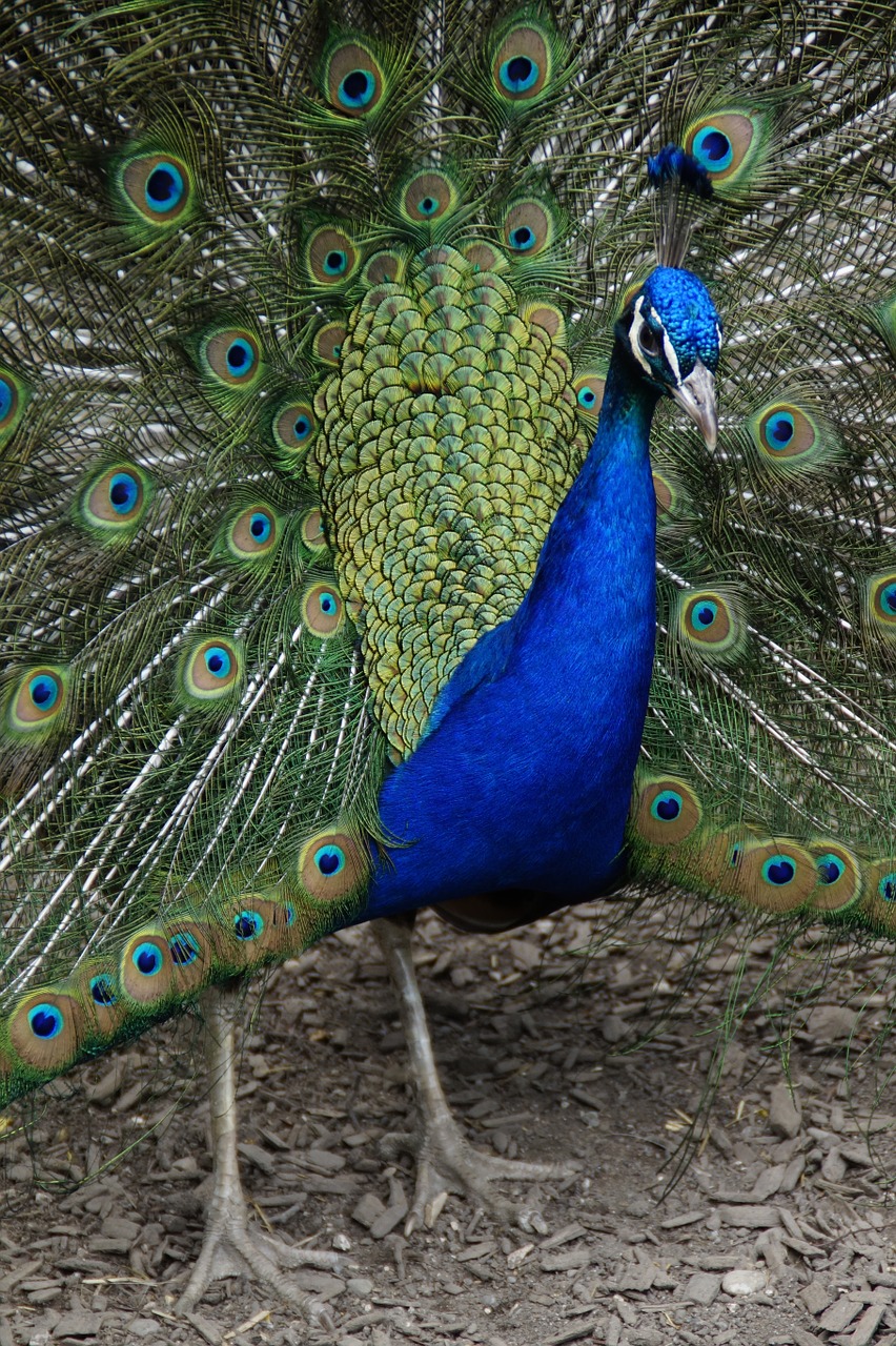 peacock beat rad peacock wheel free photo
