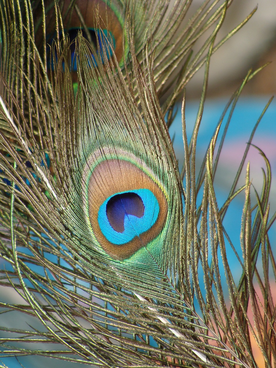 peacock feather nature free photo