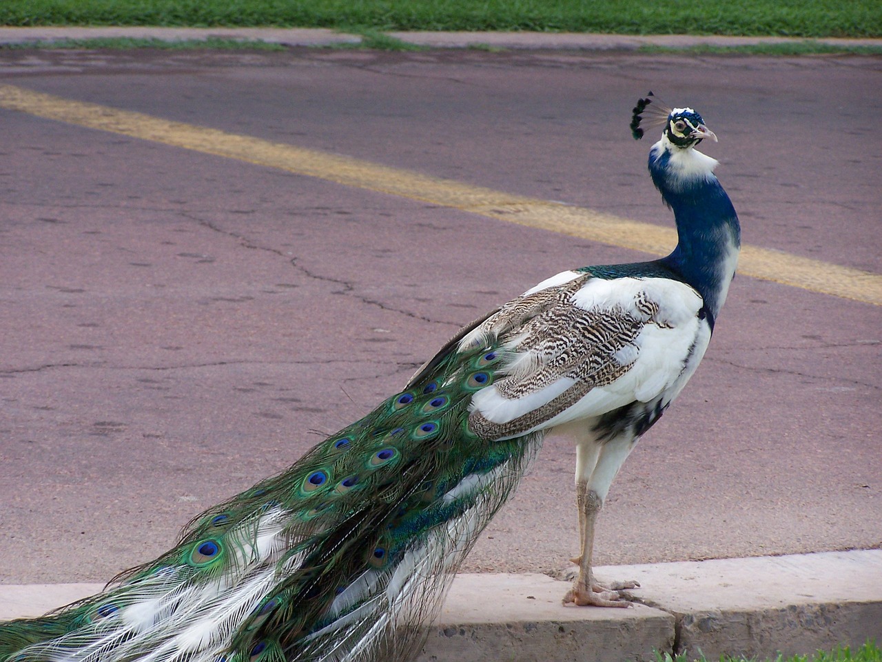 peacock blue bird free photo