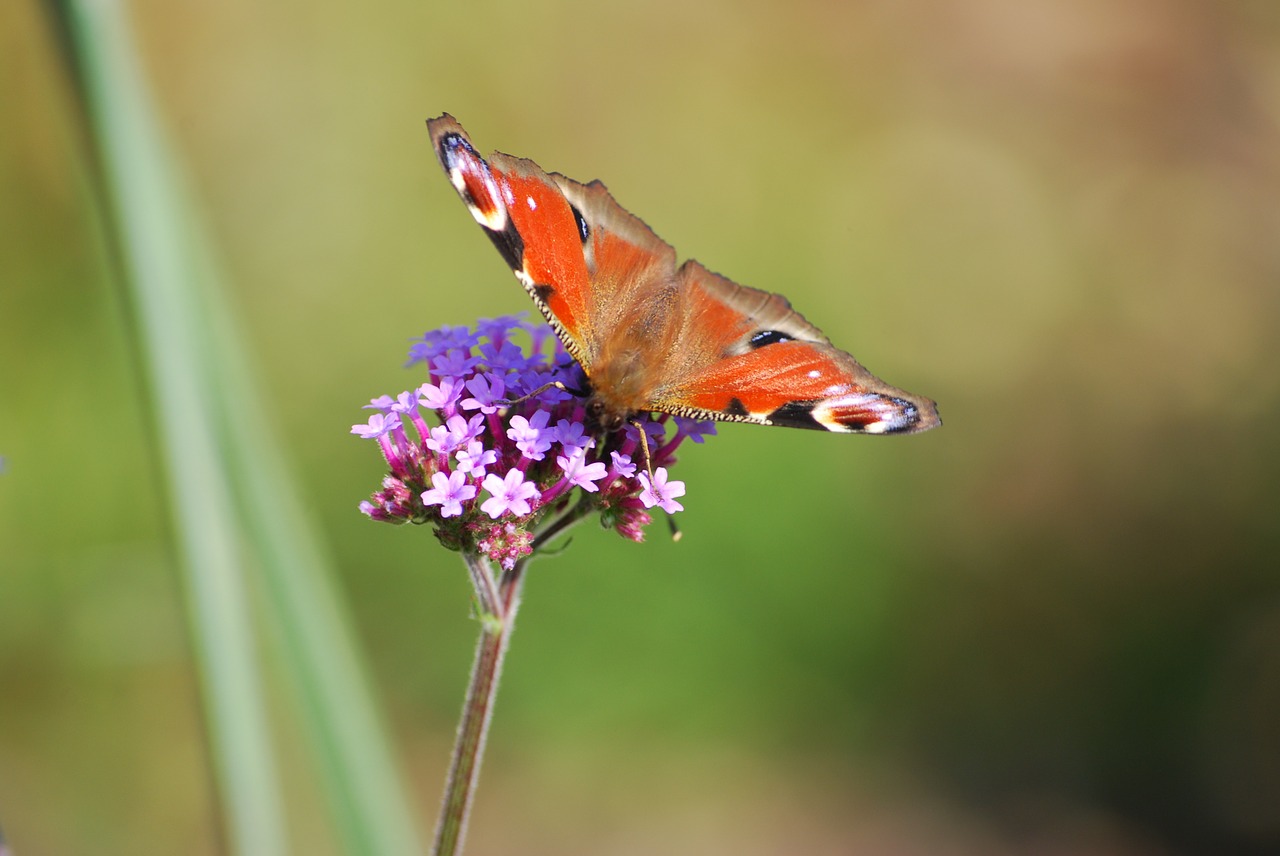 peacock butterfly nature free photo