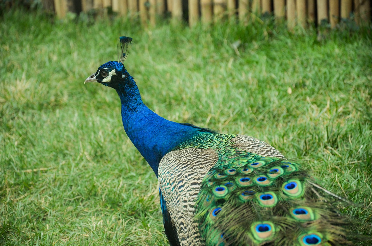 peacock animal beautiful free photo