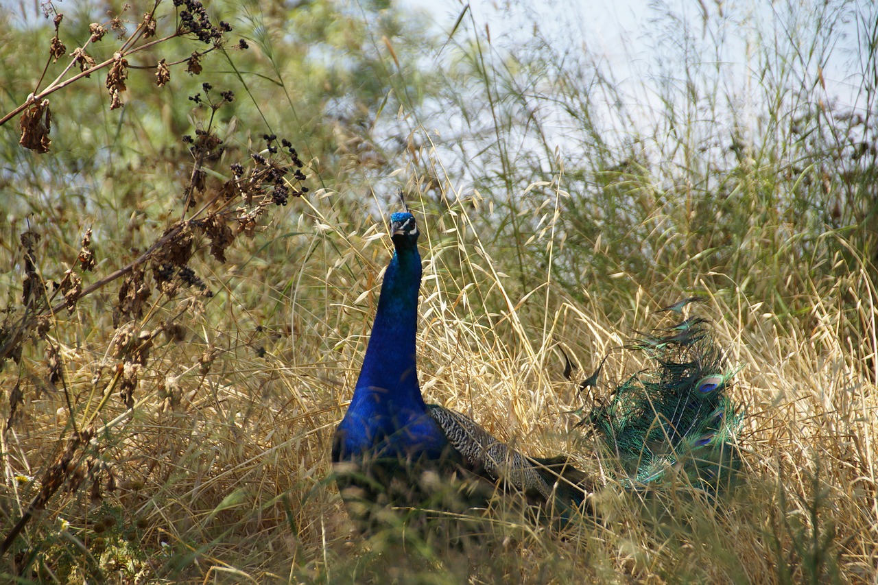 peacock male in the grass free photo