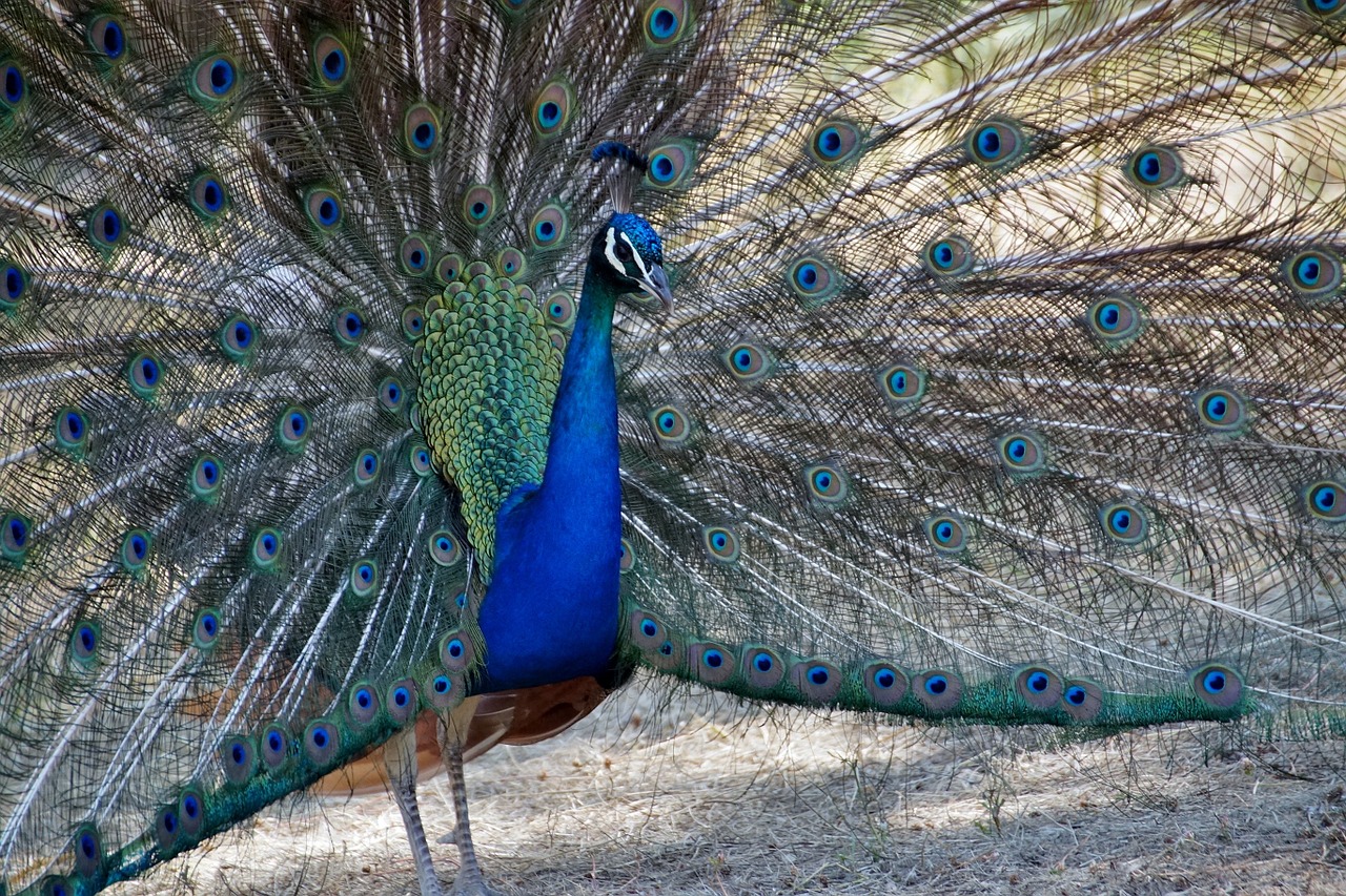 peacock blue feather free photo