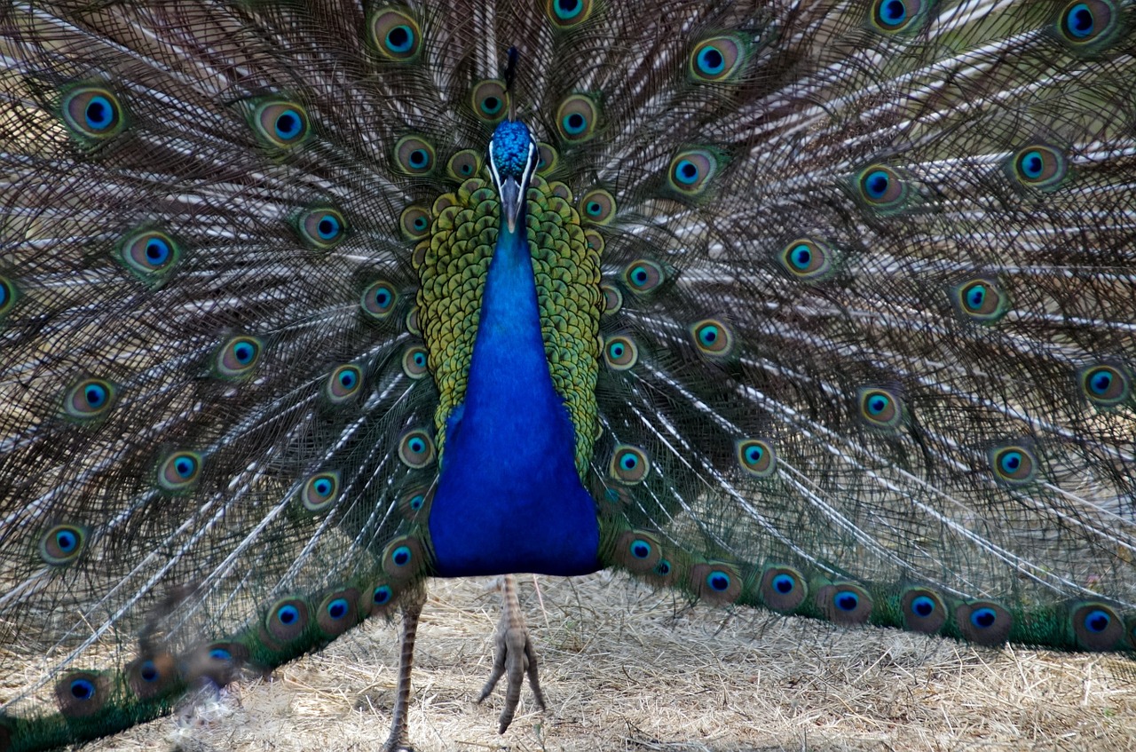 peacock male blue free photo