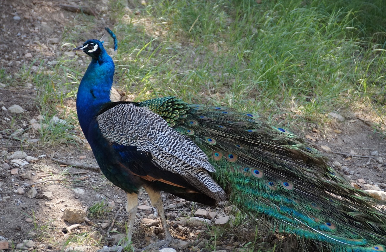 peacock male peacock feather free photo