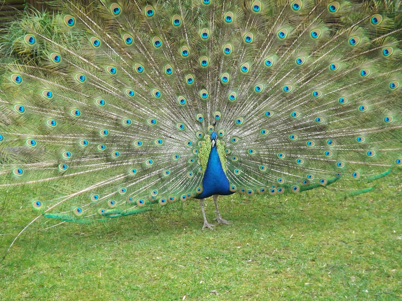 peacock bird nature free photo