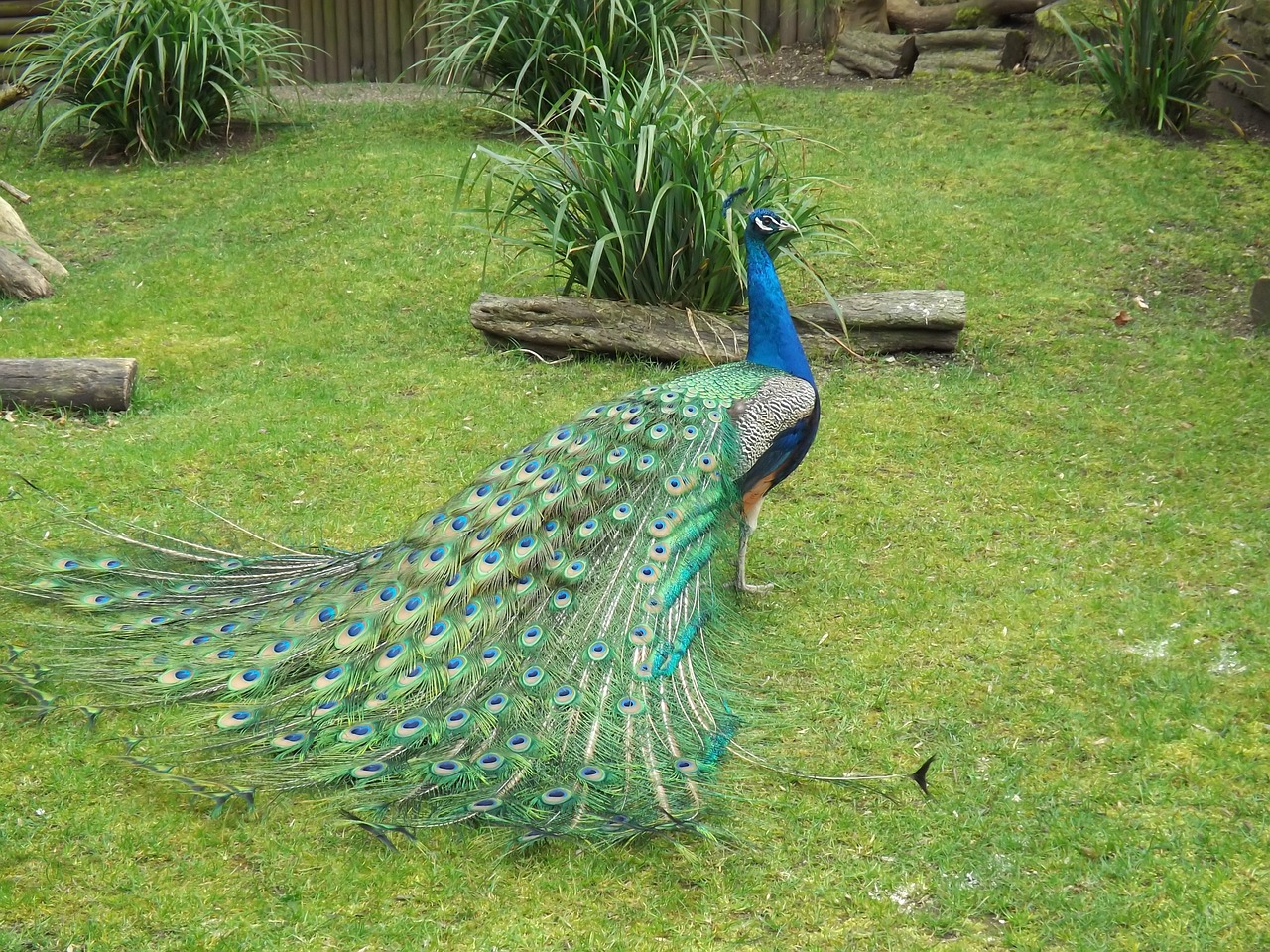 peacock bird nature free photo