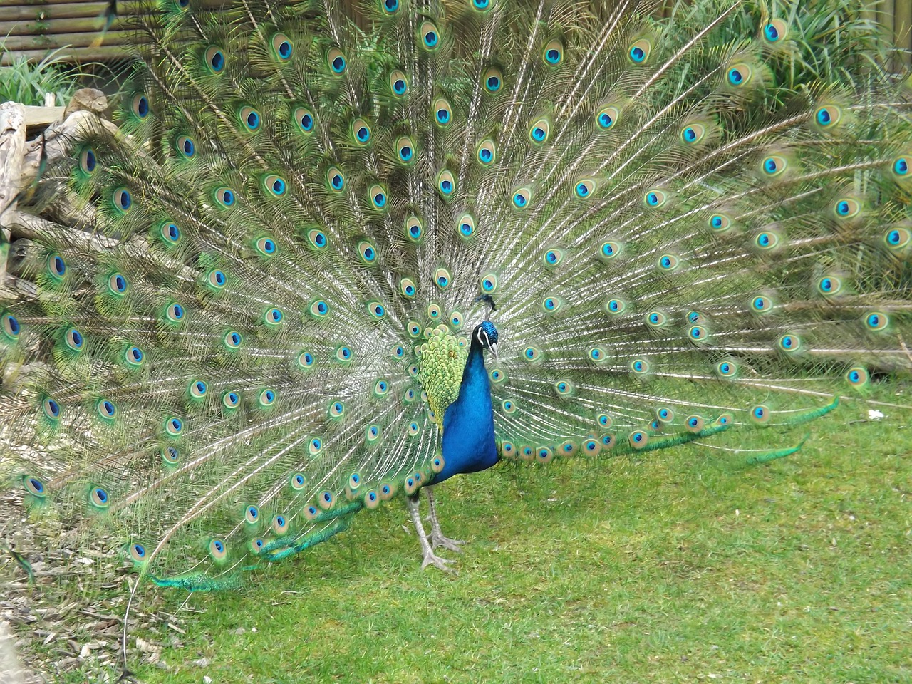 peacock bird nature free photo