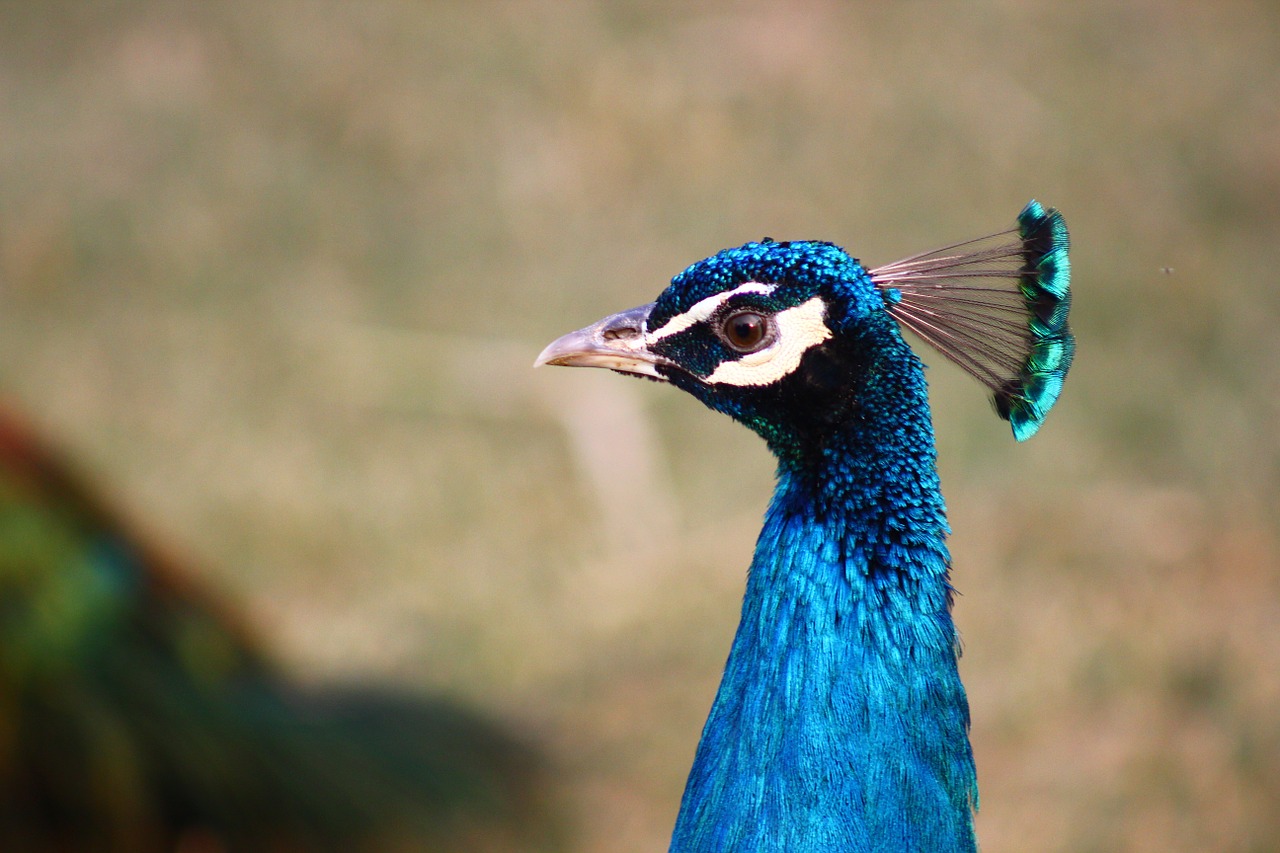 peacock birds wildlife free photo