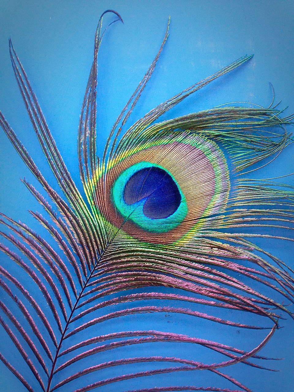 peacock feather blue free photo
