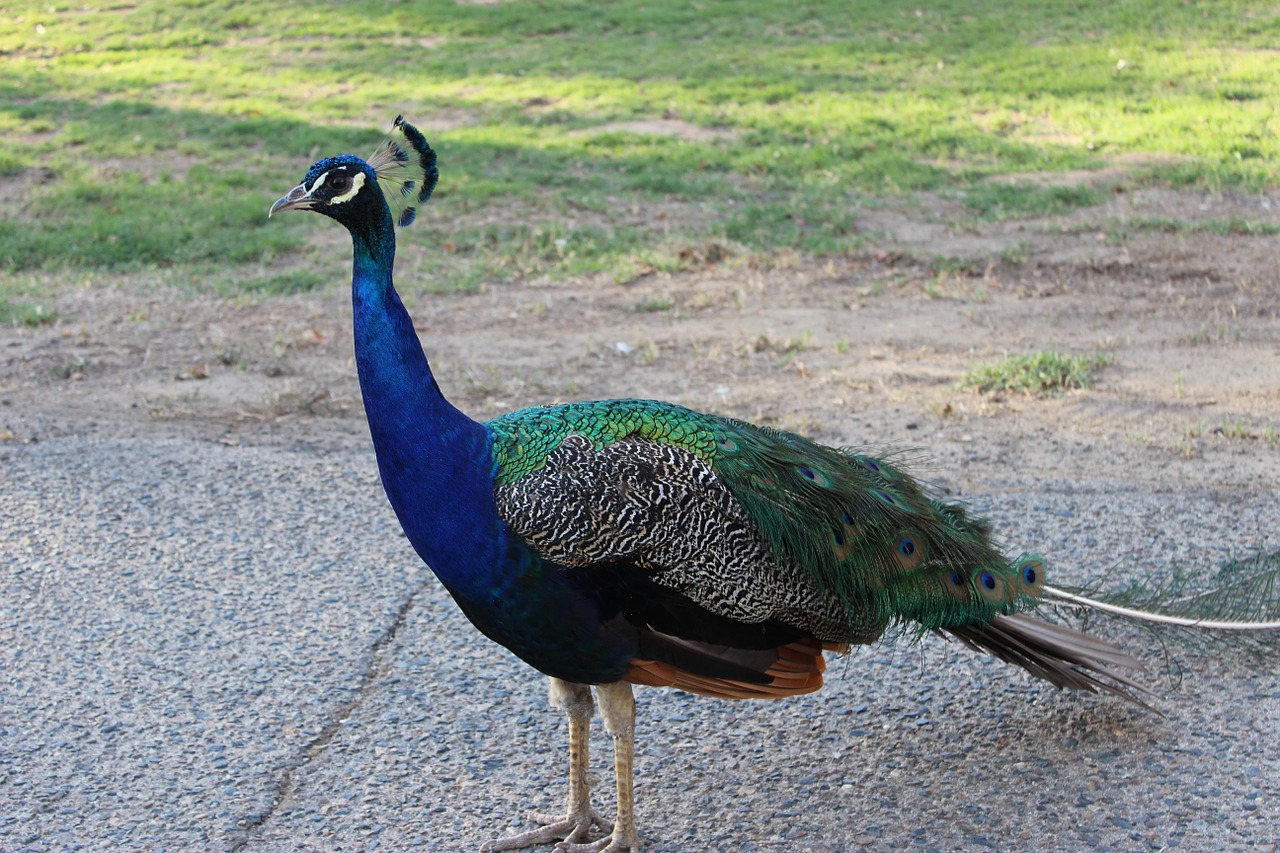 peacock bird animal free photo