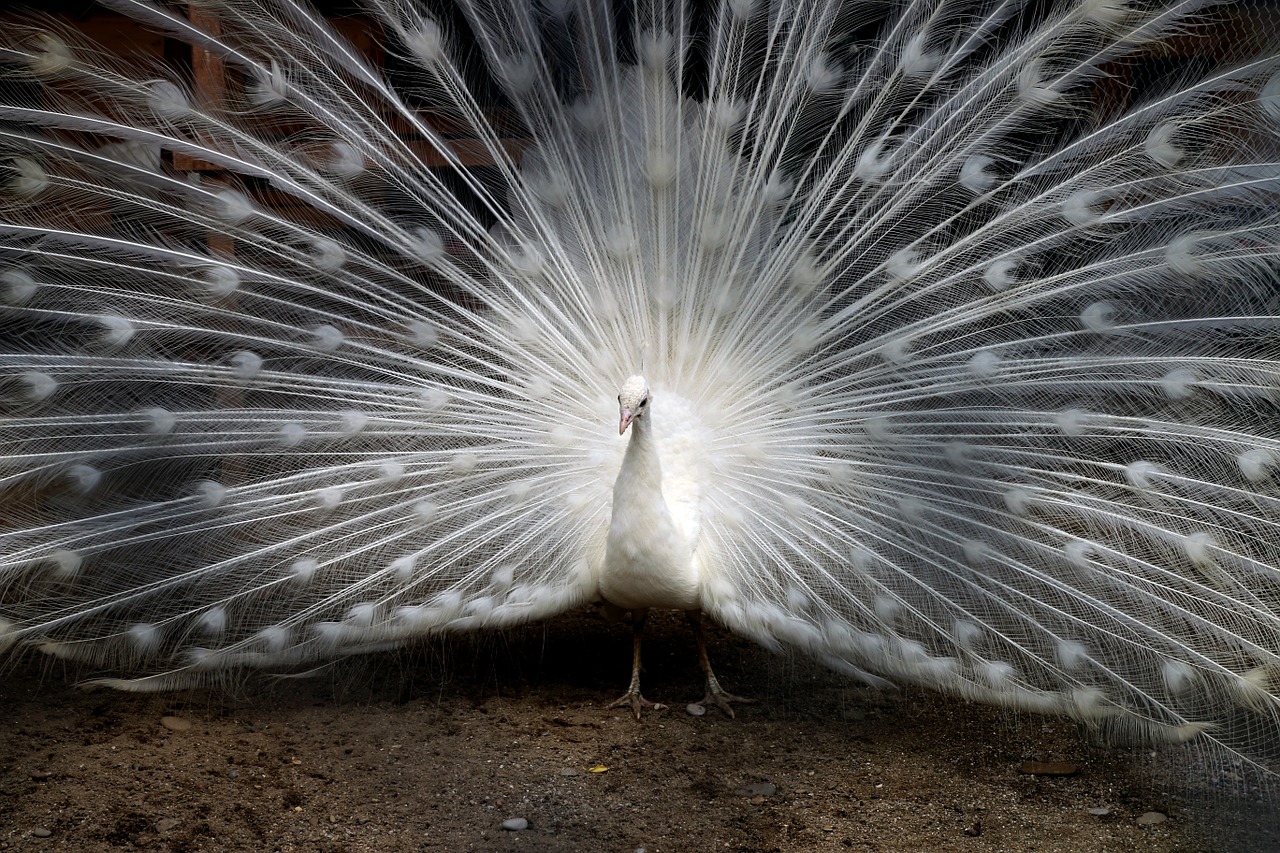 peacock feathers zoo free photo