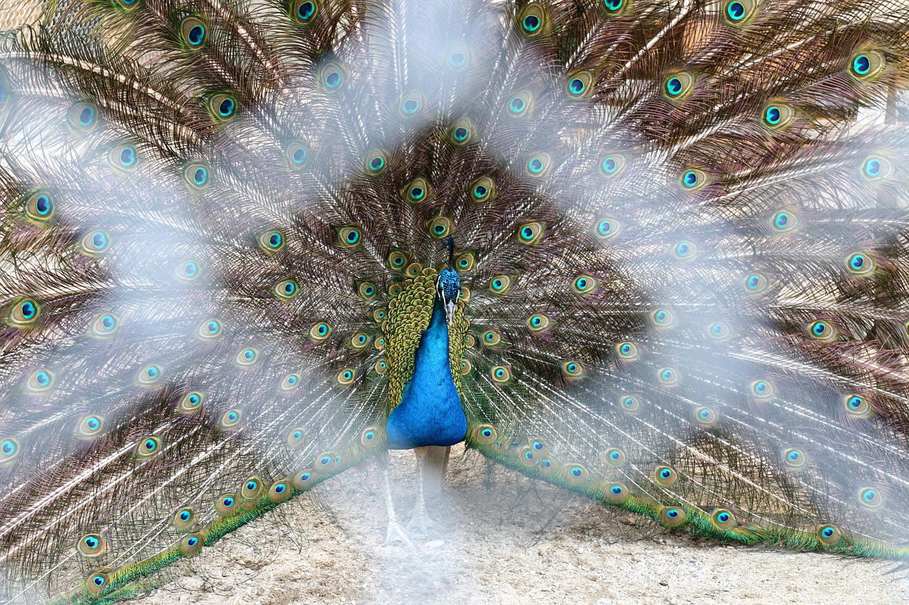 peacock feathers zoo free photo