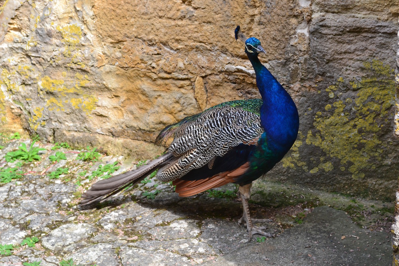 peacock bird fauna free photo