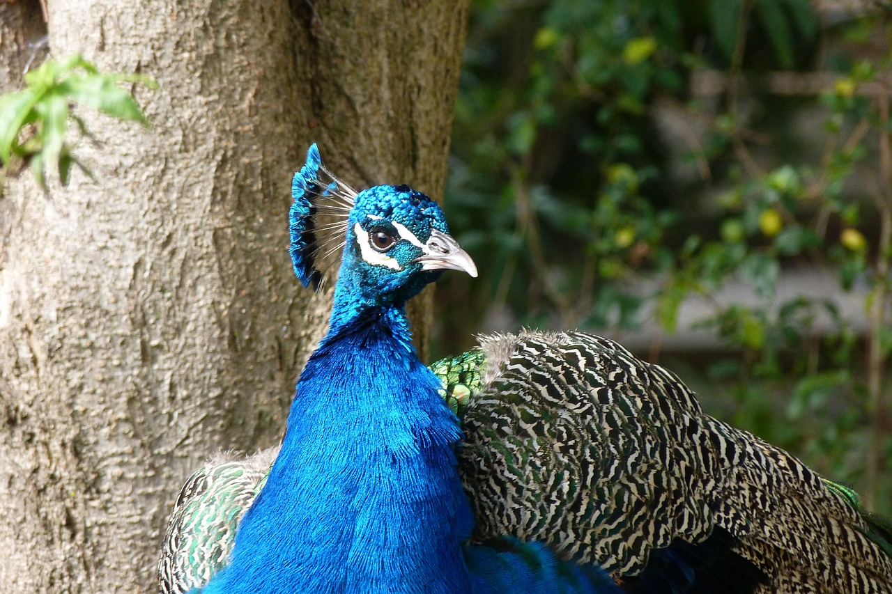 peacock bird color free photo