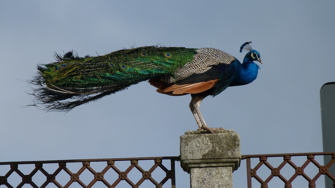 peacock fence beauty free photo