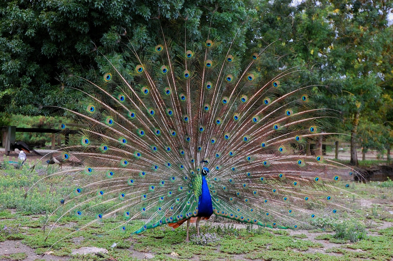 peacock wheel bird free photo