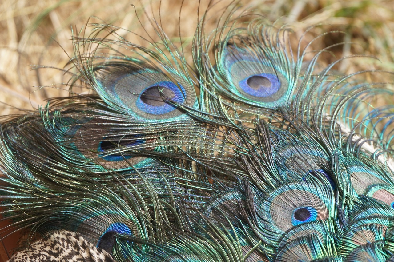 peacock feathers tail free photo