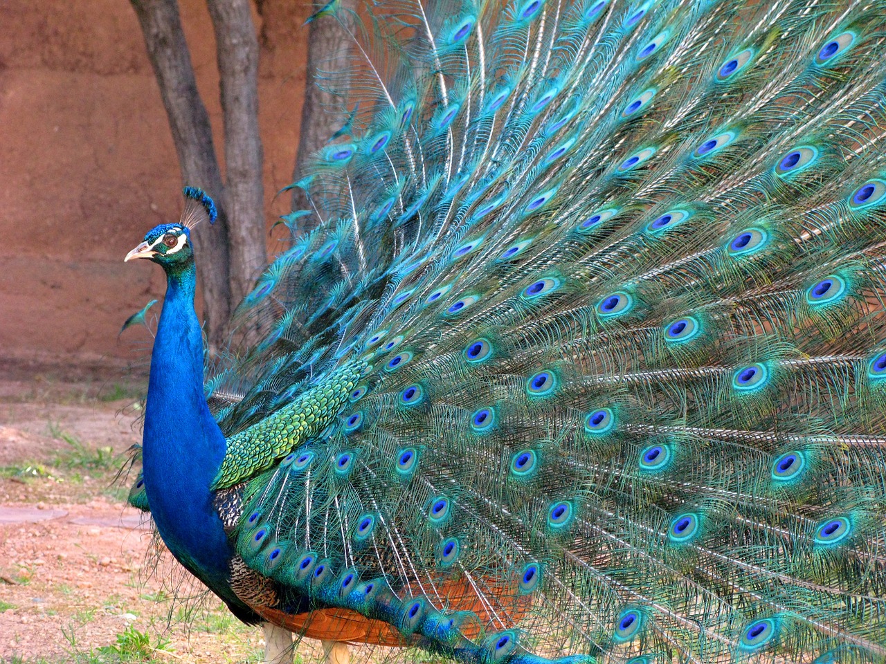 peacock wheel colors free photo