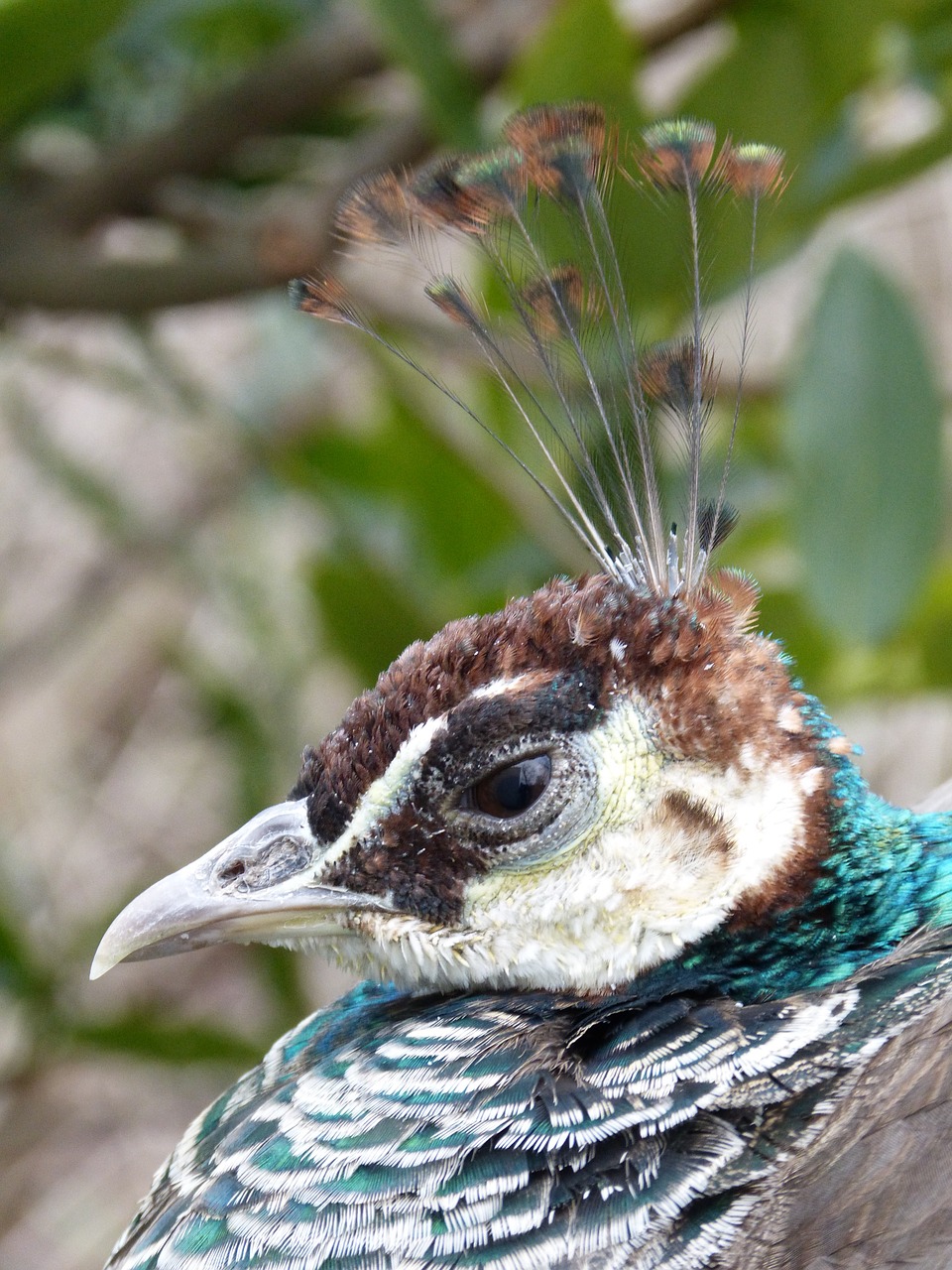 peacock bird animal free photo