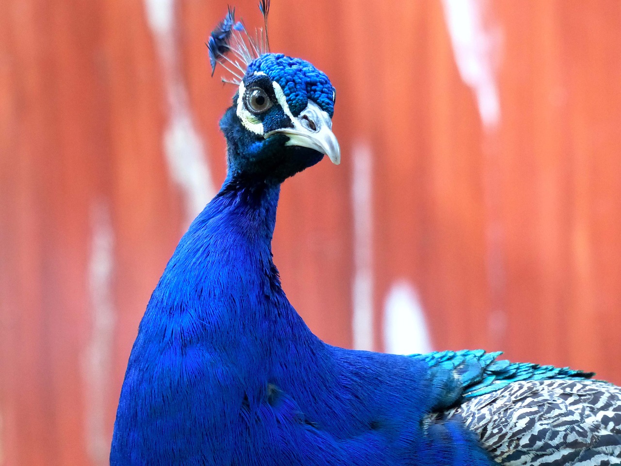 peacock blue animals free photo