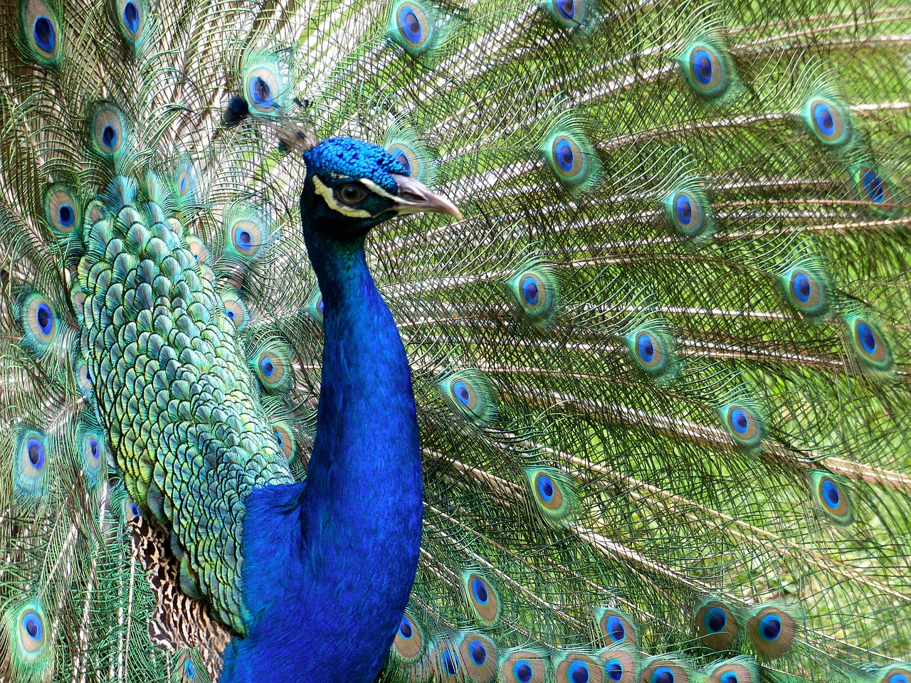 peacock ave colorful free photo