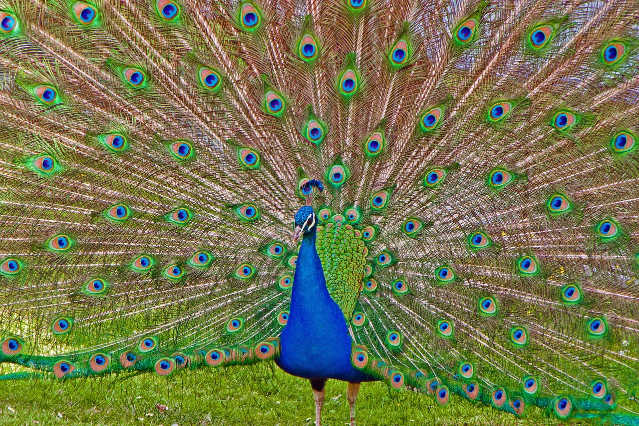 peacock wilhelma stuttgart free photo
