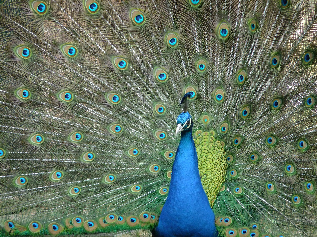 peacock pet birds free photo