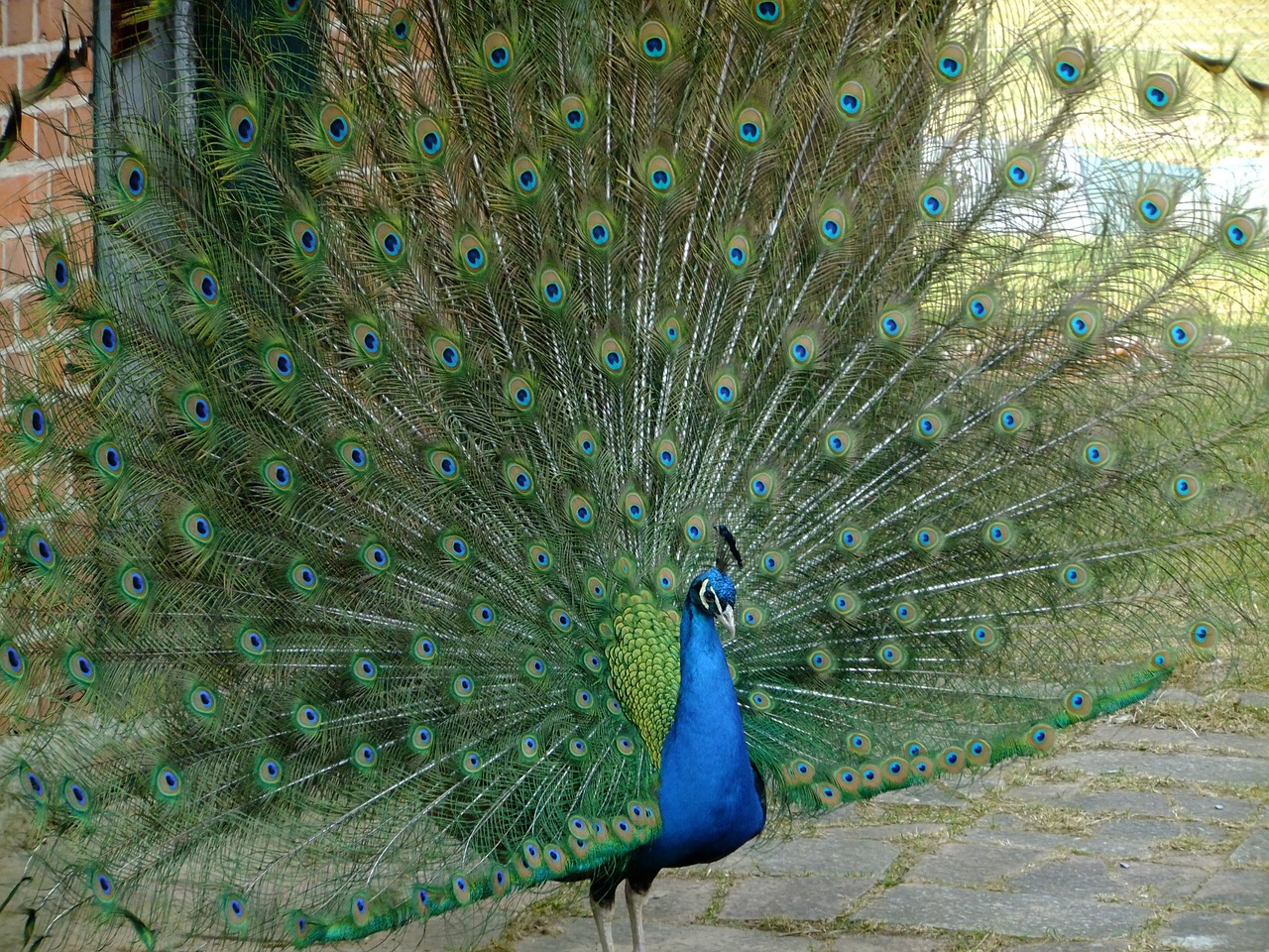 peacock pet birds free photo