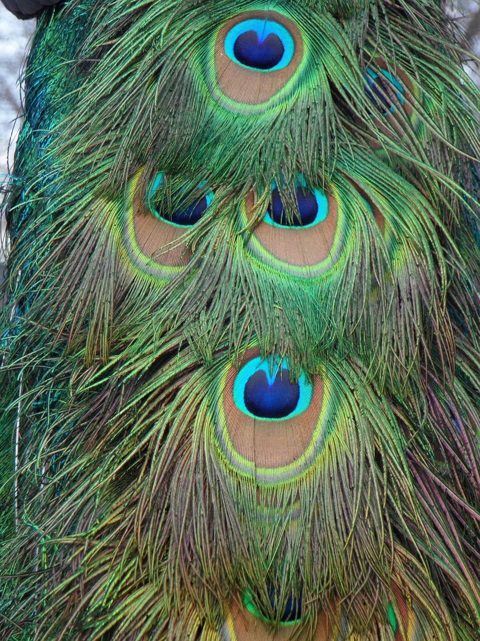 peacock peacock feathers feather free photo