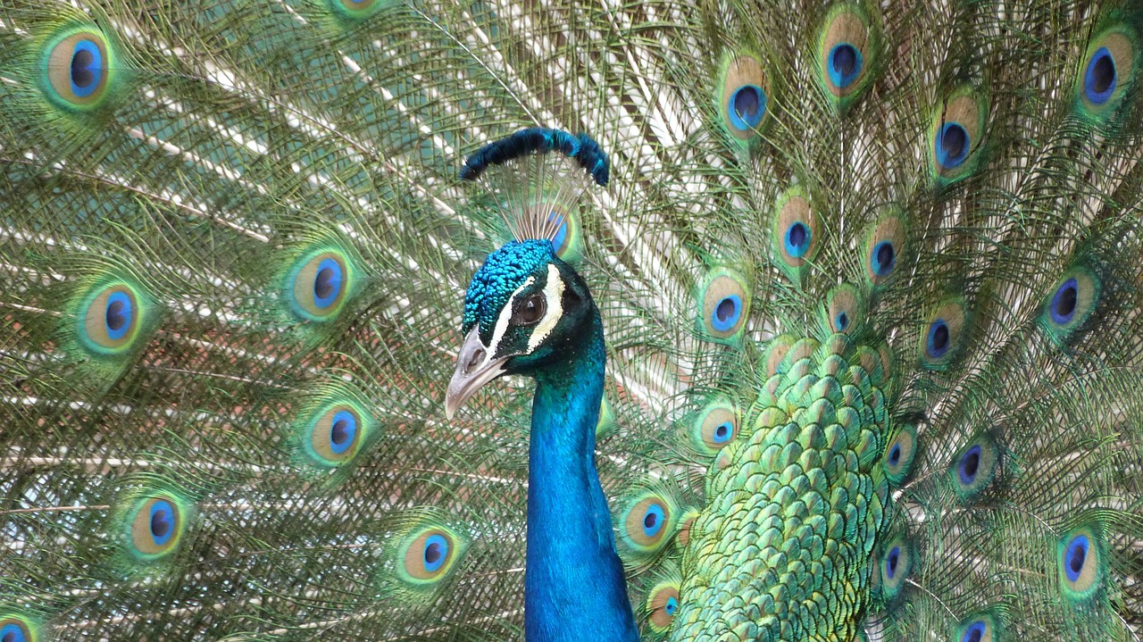 peacock bird feathers free photo