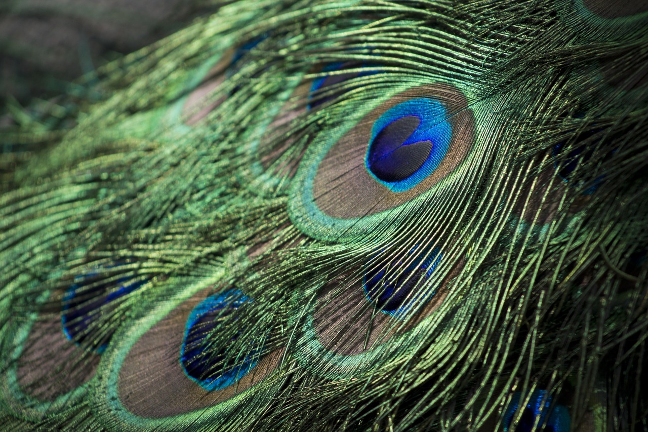 peacock feathers bird free photo