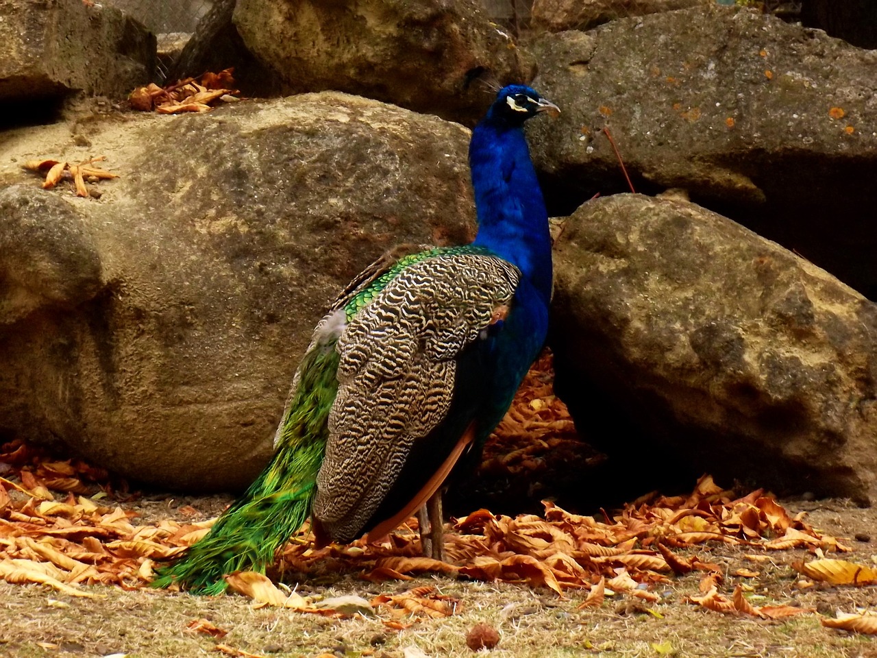 peacock animal brka free photo