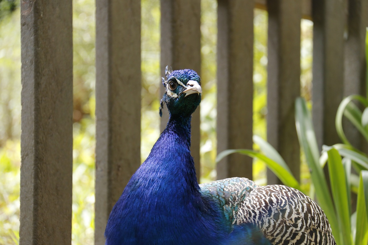 peacock blue nature free photo