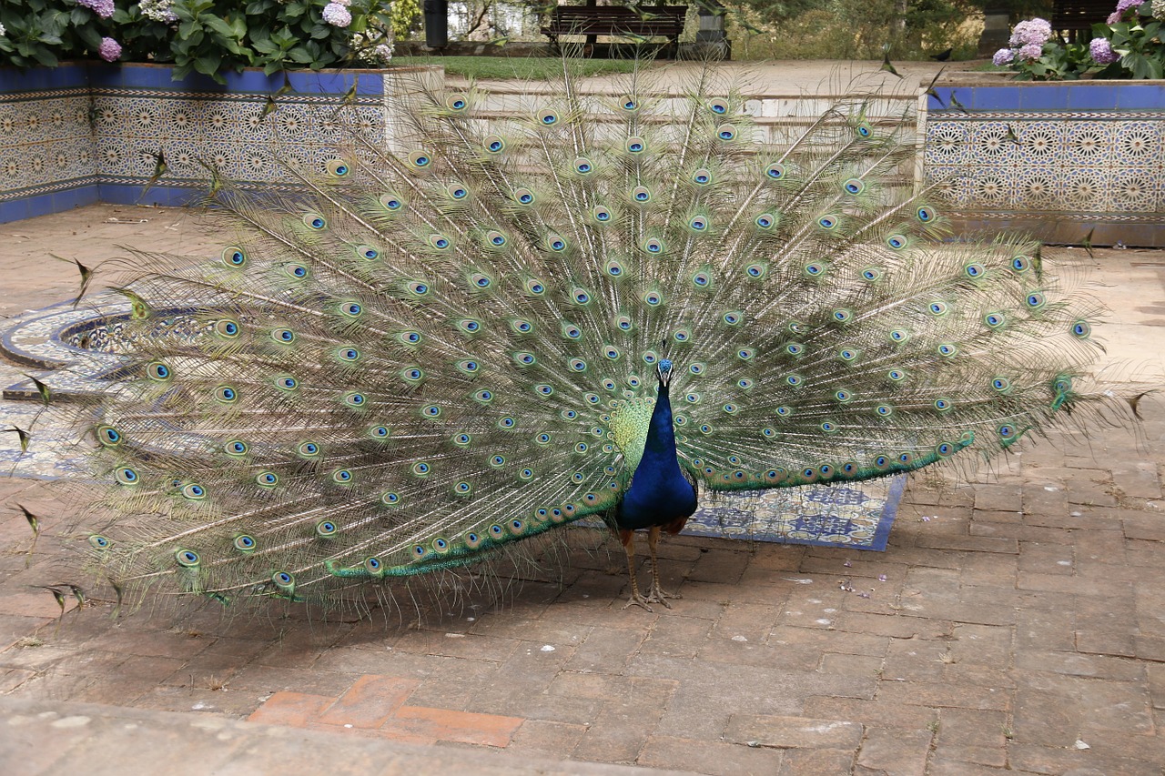 peacock color nature free photo