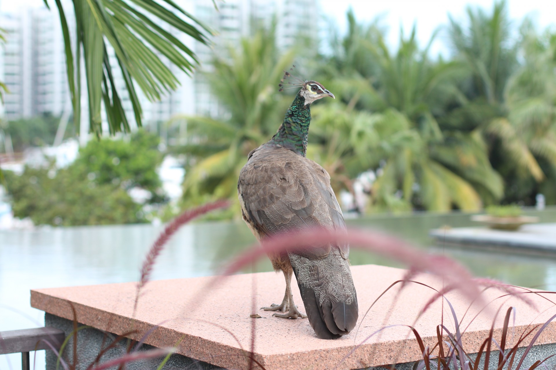 peacock animal animals free photo